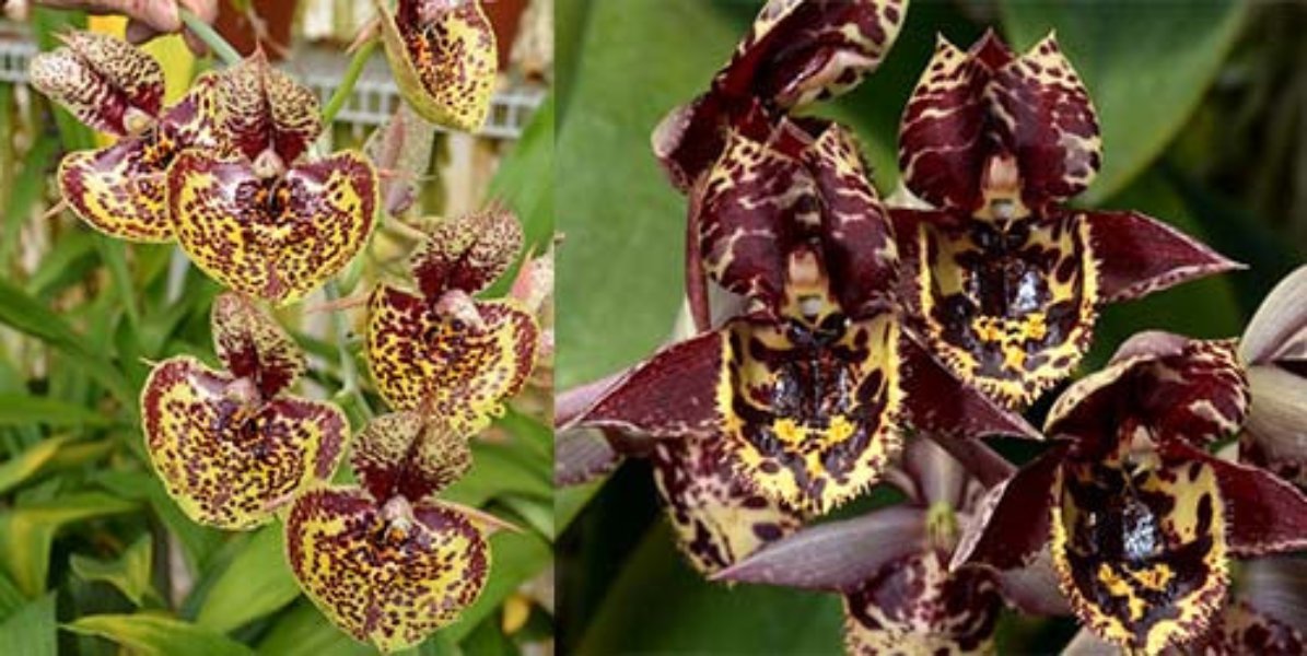 Catasetum Susan Fuchs 'Burgundy Chips' FCC/AOS x Catasetum Karen Armstrong 'Super Nice'