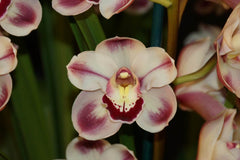 Pack of 10 Beautiful Cymbidium Seedlings