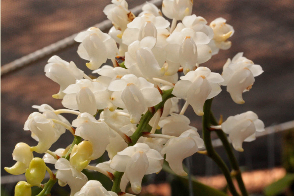 Aerides odorata f. alba