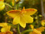 Polystachya pubescens (The Fine-Haired Polystachya) Fragrant
