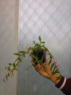 Dendrobium Loddigesi x Pierardii (Fragrant) (
