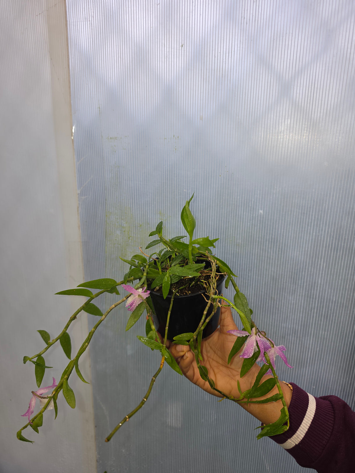 Dendrobium Loddigesi x Pierardii (Fragrant) (