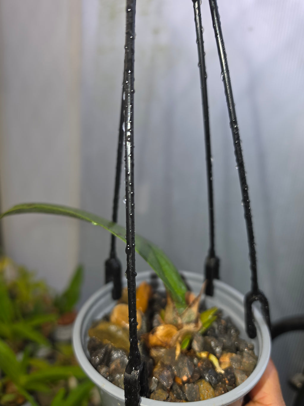 Psychopsis Mariposa (Butterfly Orchid)