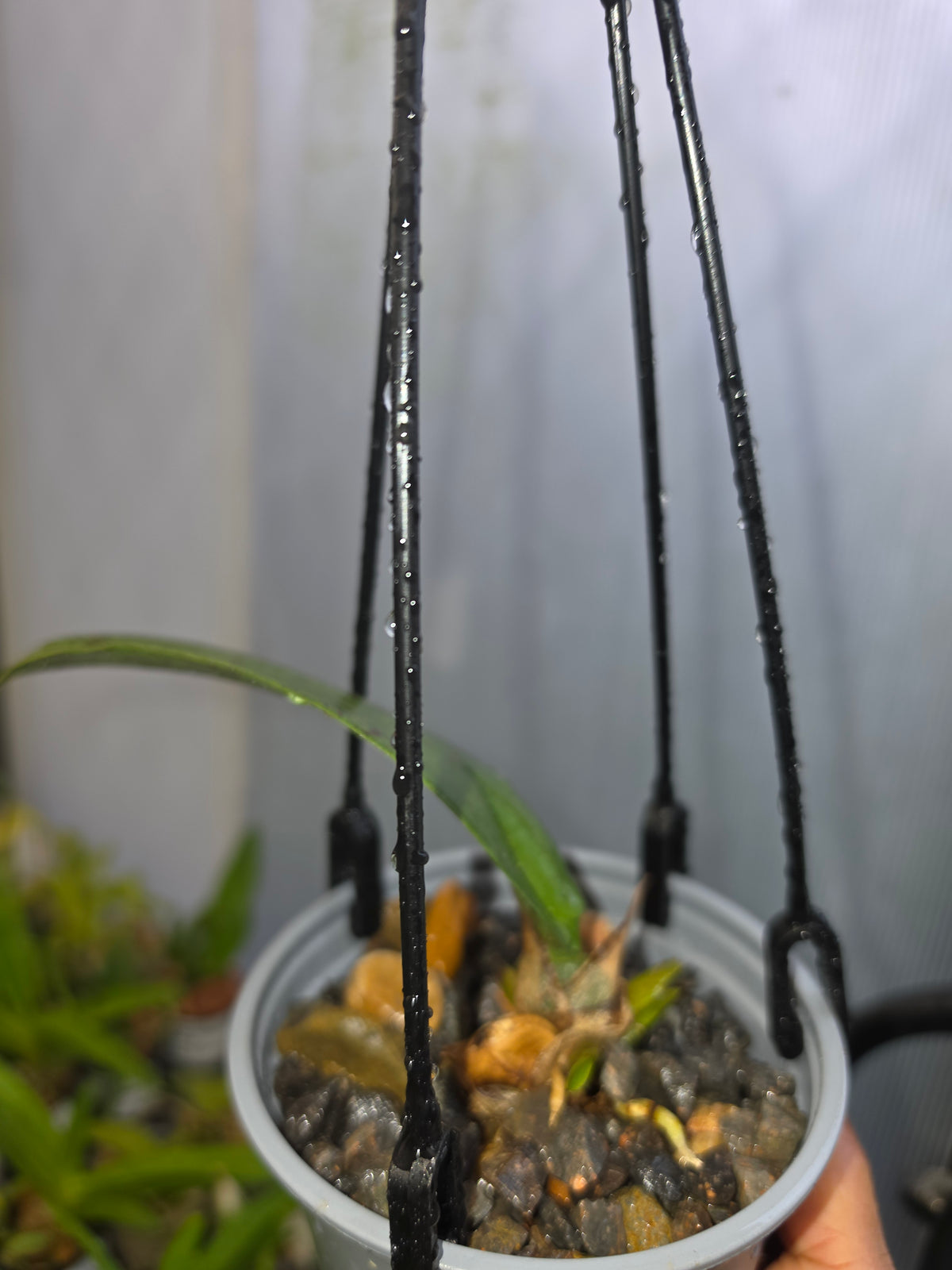 Psychopsis Mariposa (Butterfly Orchid)