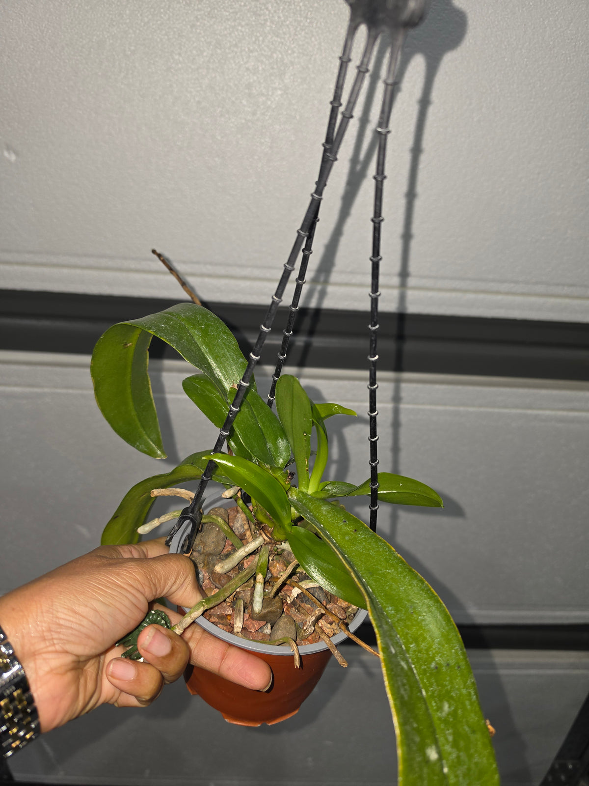 (Flowering Size) Phalaenopsis Hieroglyphica ( Fragrant Species)