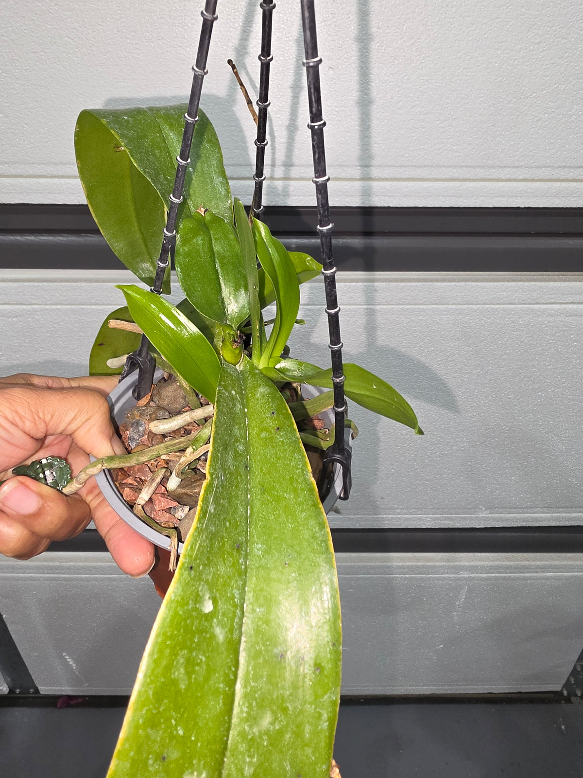 (Flowering Size) Phalaenopsis Hieroglyphica ( Fragrant Species)
