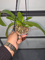 (Flowering Size) Phalaenopsis Hieroglyphica ( Fragrant Species)