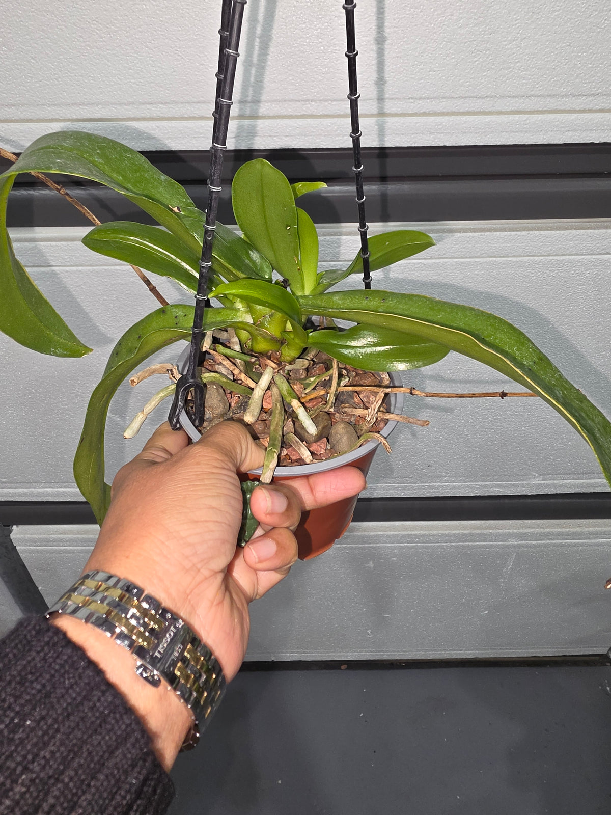 (Flowering Size) Phalaenopsis Hieroglyphica ( Fragrant Species)