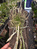 Dendrobium Pierardii  (Aphyllum) (Fragrant Species)