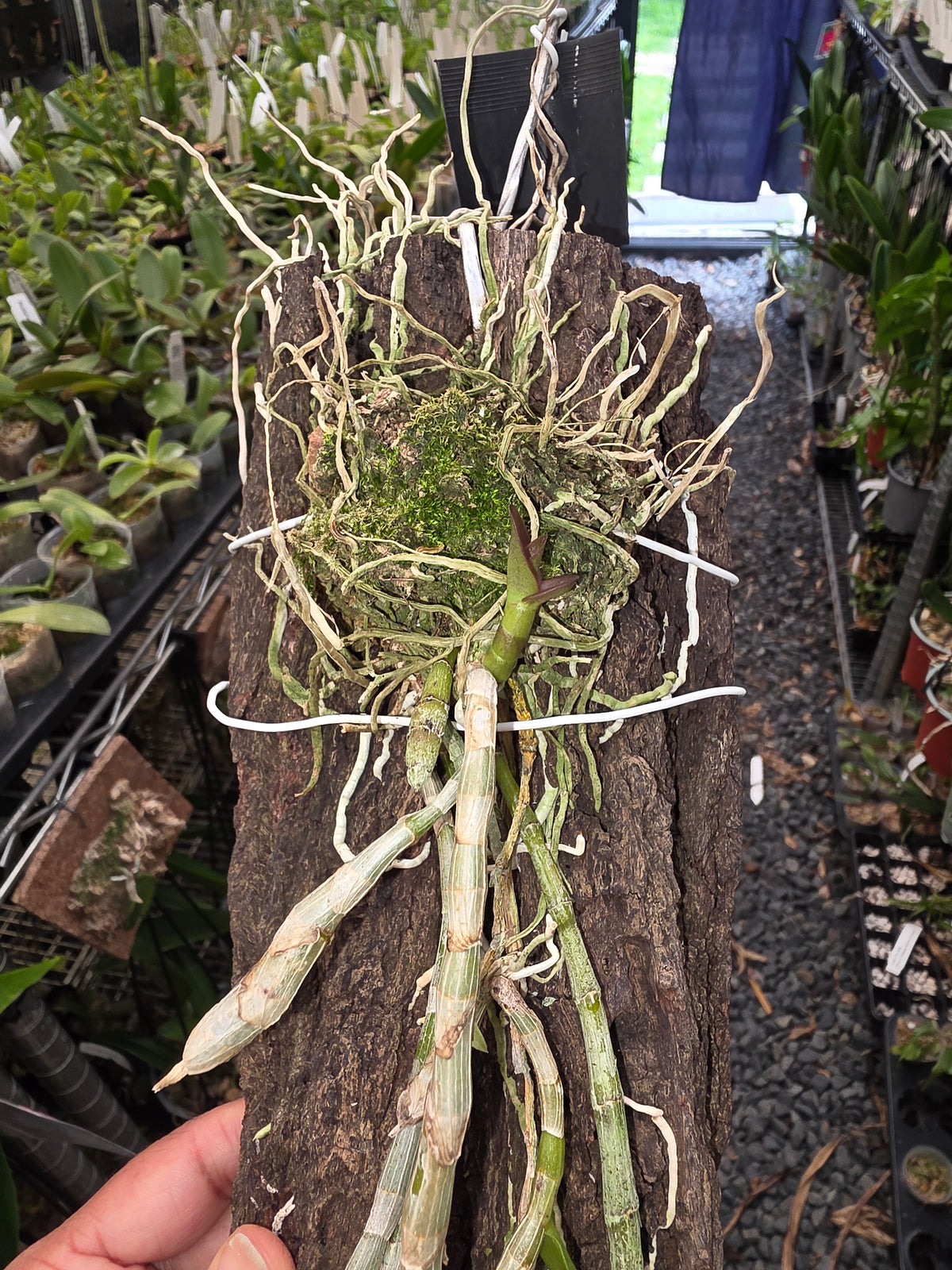 Dendrobium Pierardii  (Aphyllum) (Fragrant Species)