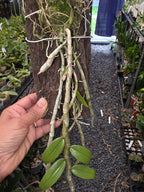 Dendrobium Pierardii  (Aphyllum) (Fragrant Species)