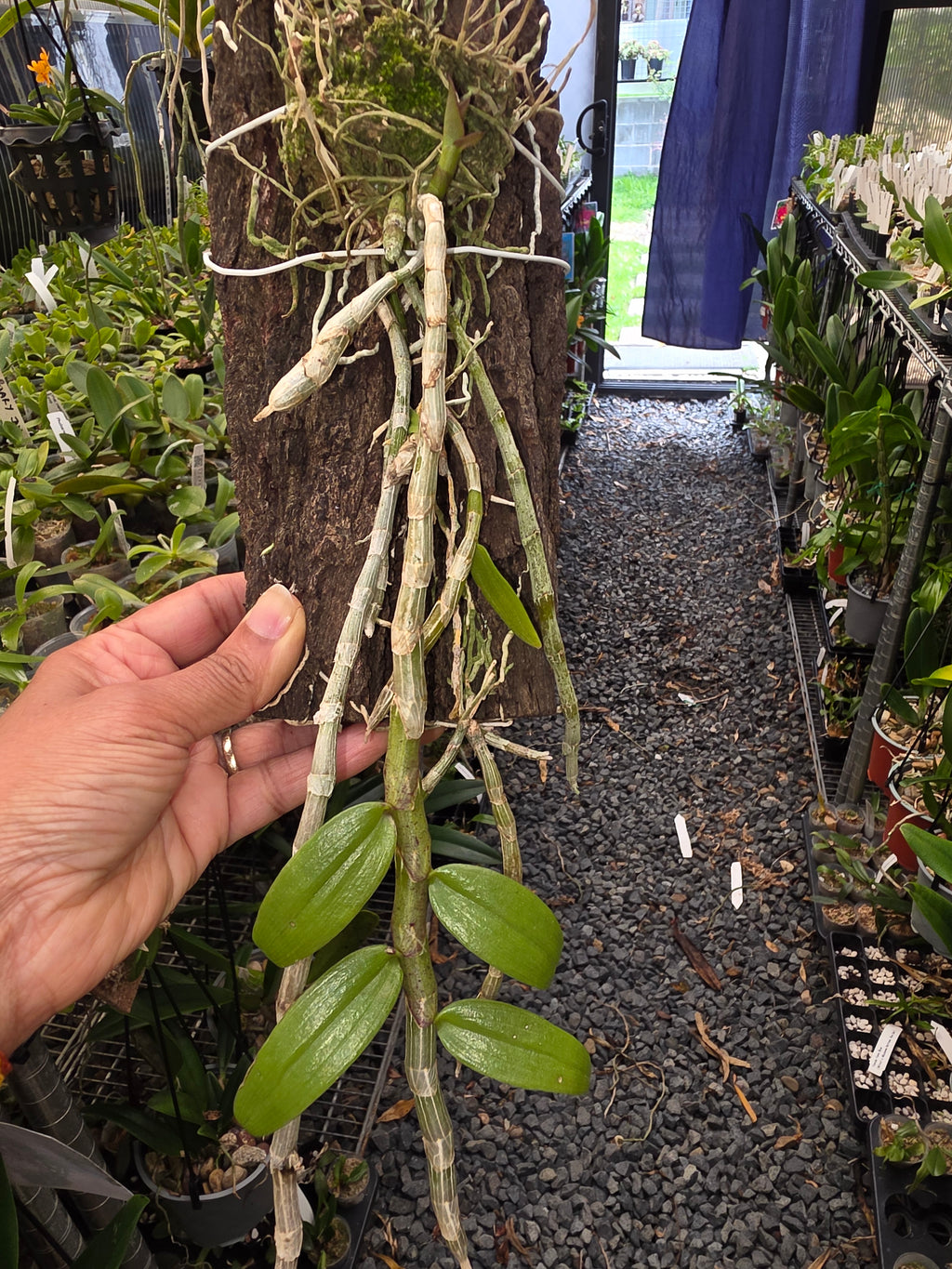 Dendrobium Pierardii  (Aphyllum) (Fragrant Species)