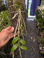 Dendrobium Pierardii  (Aphyllum) (Fragrant Species)