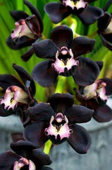 (With Two Spikes) Cymbidium Kiwi Midnight 'Geyserland' FCC/AOS