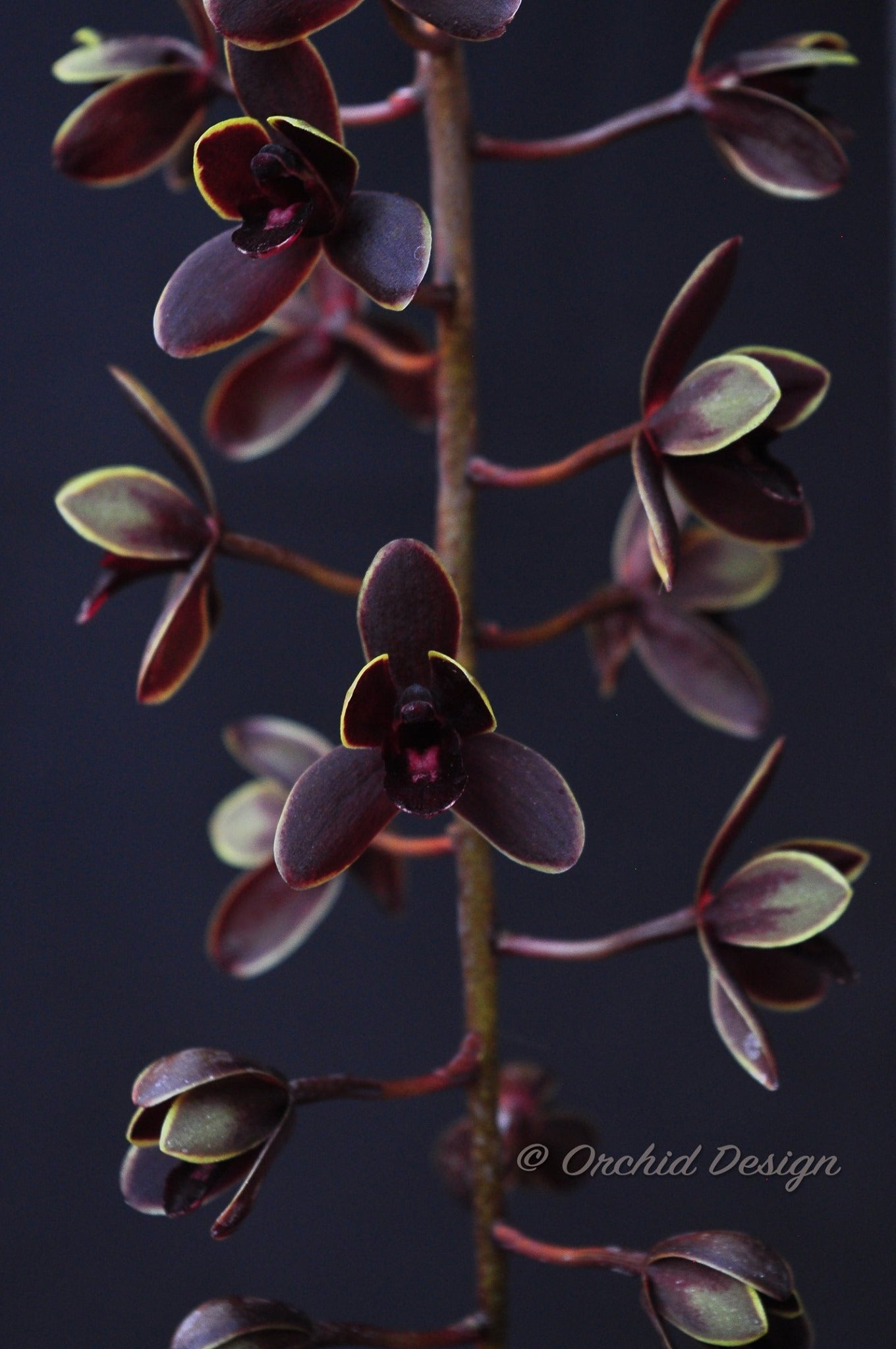 Cymbidium (Pied Piper x Cricket) 'Newbold Huston St' Secondary image