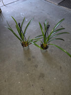 Arpophyllum giganteum