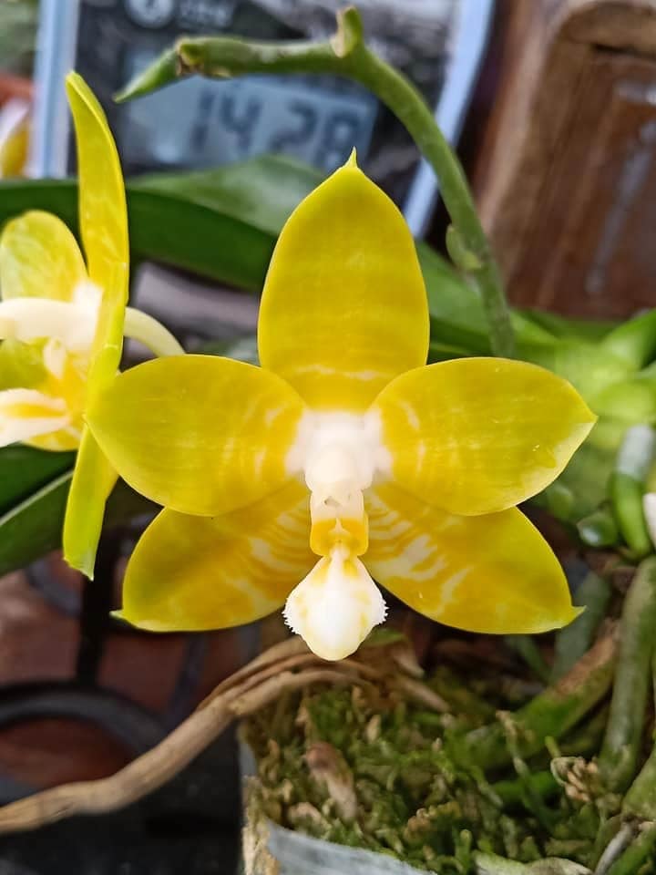Phal. Javanica F. Alba x Phal. Yaphon Yellow Bomb Secondary image
