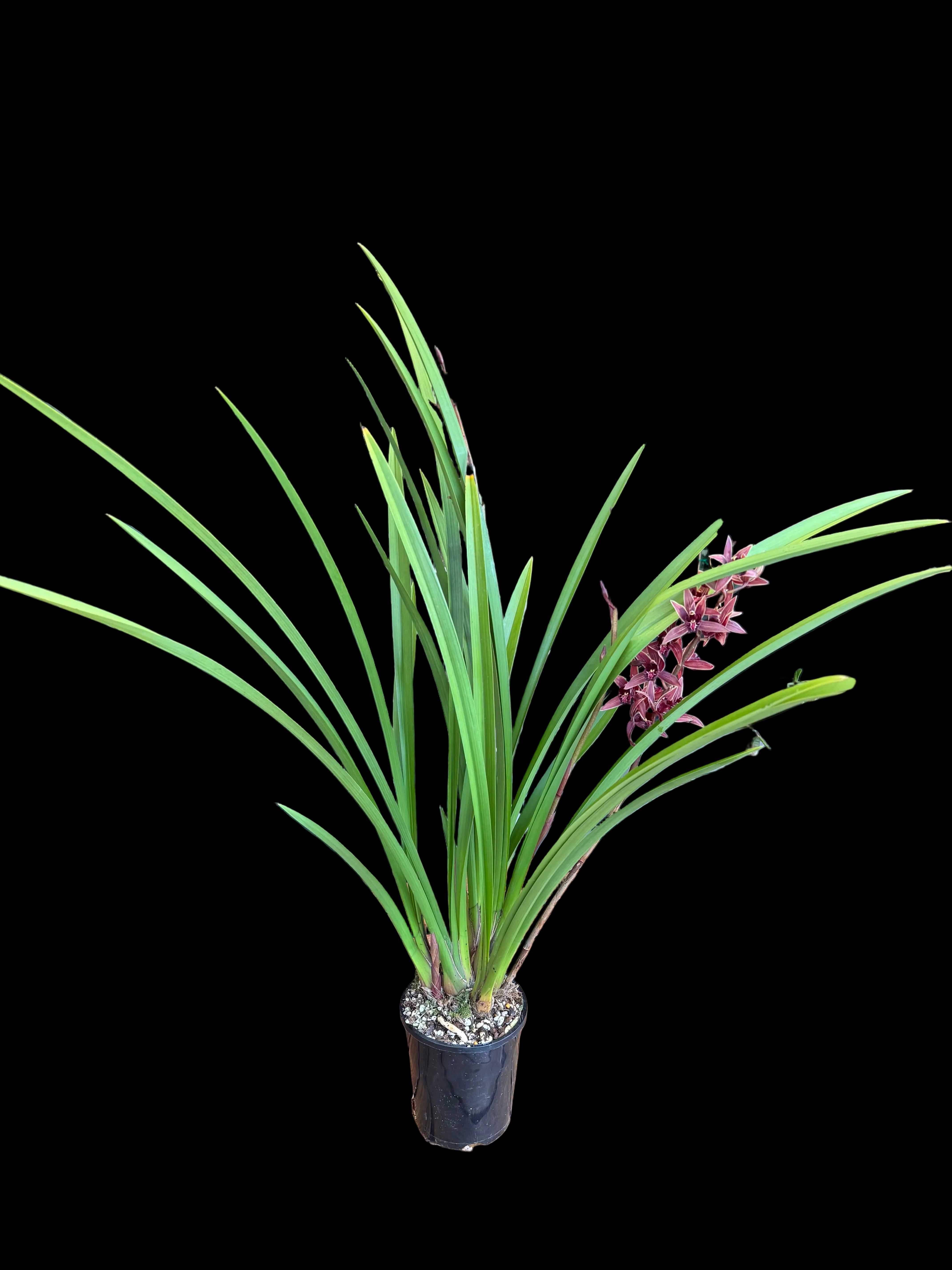 Cymbidium Joseph Schmidt (Canal Parish × sinense) Secondary image