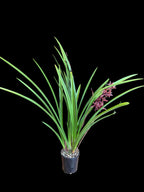 Cymbidium Joseph Schmidt (Canal Parish × sinense)