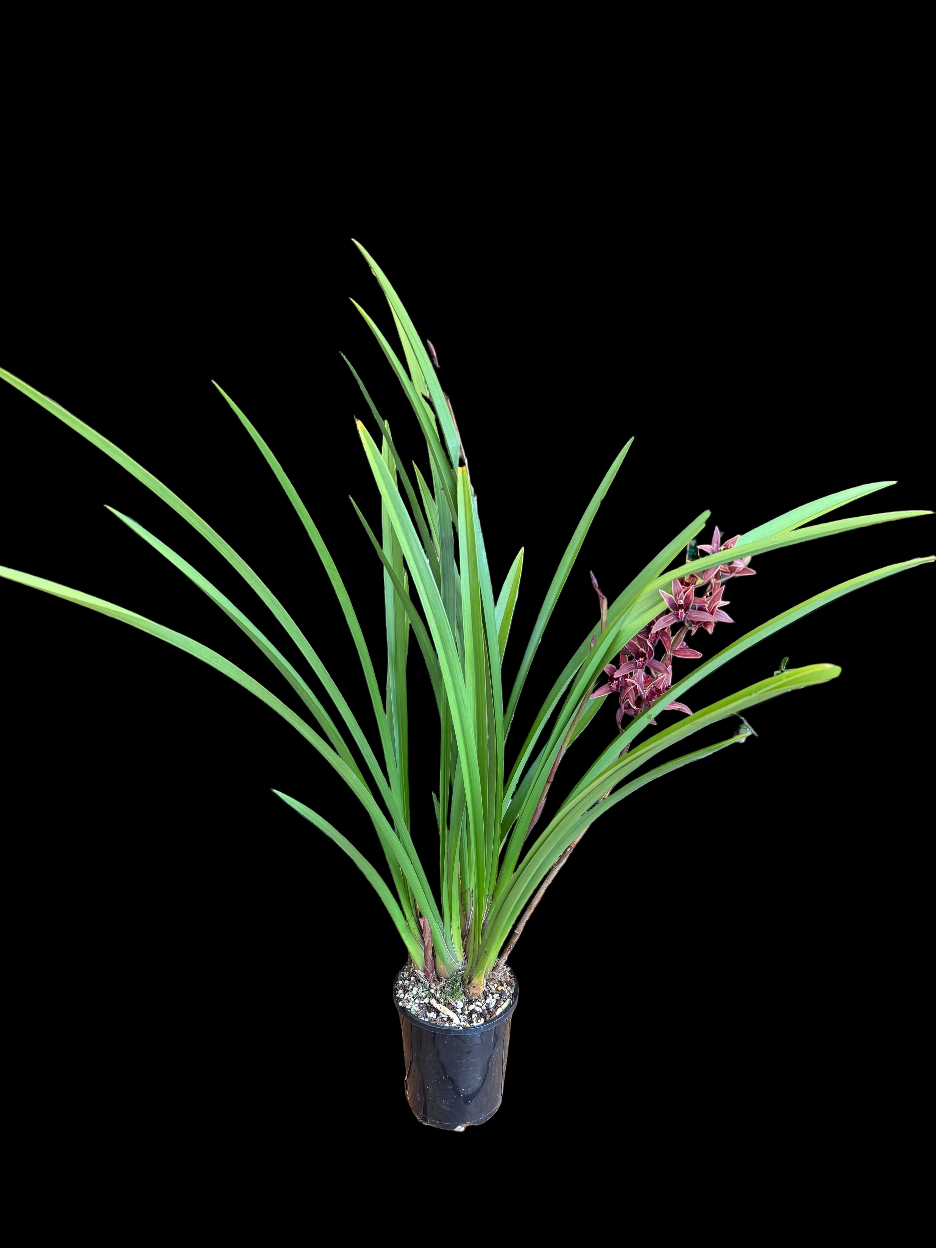 Cymbidium Joseph Schmidt (Canal Parish × sinense)