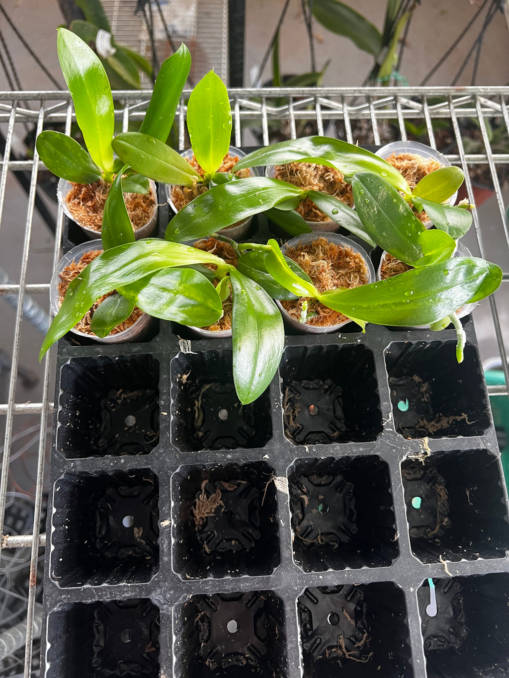 Phalaenopsis amboinensis var. flava (Rare Species, Mericlone - Fragrant)