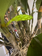 Dendrobium farmeri fma. petaloid alba (LARGE FLOWERING SPECIMEN)