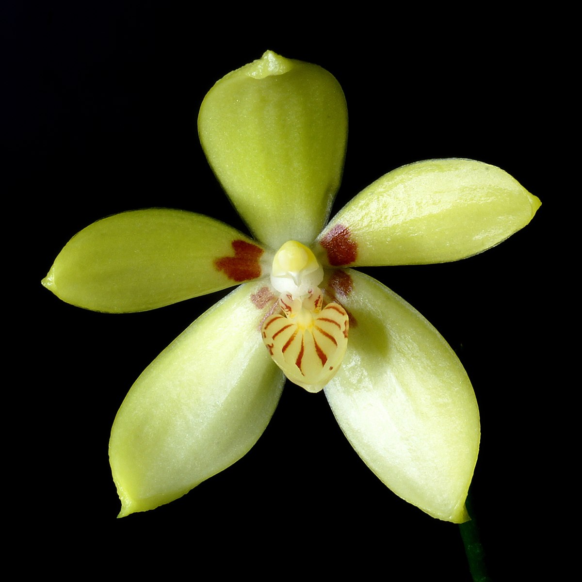 Phalaenopsis cochlearis (RARE SPECIES) Main image
