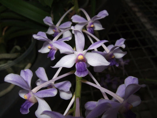 (IN SPIKE NOW) Vanda Coerulescens (Fragrant)