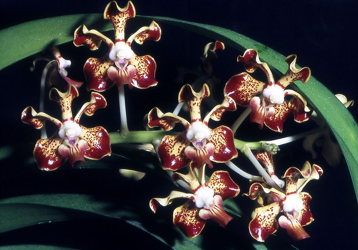 Vanda merrillii  'Spots'(Fragrant Species) Secondary image