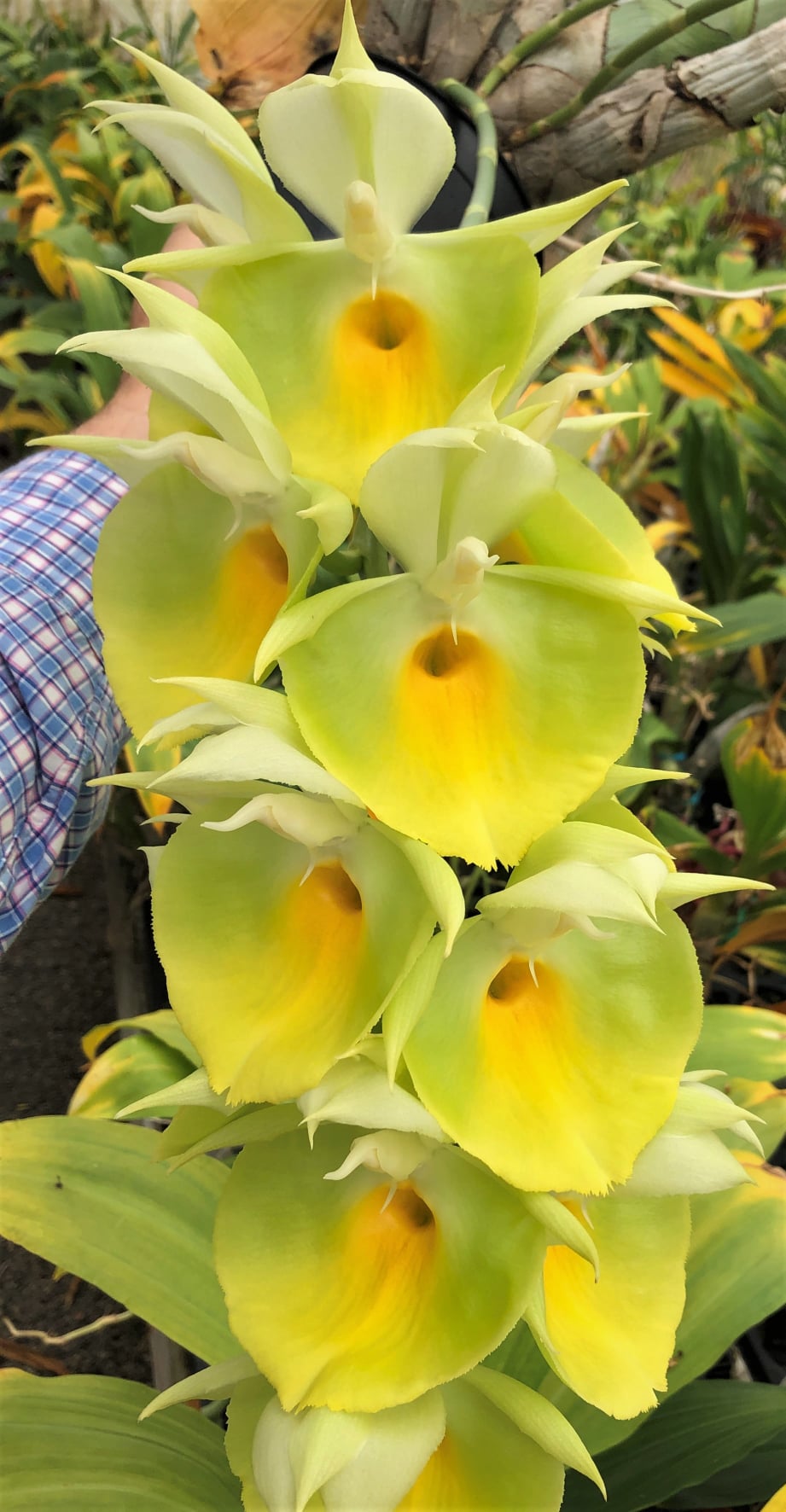 Ctsm. pileatum 'Oro Verde'