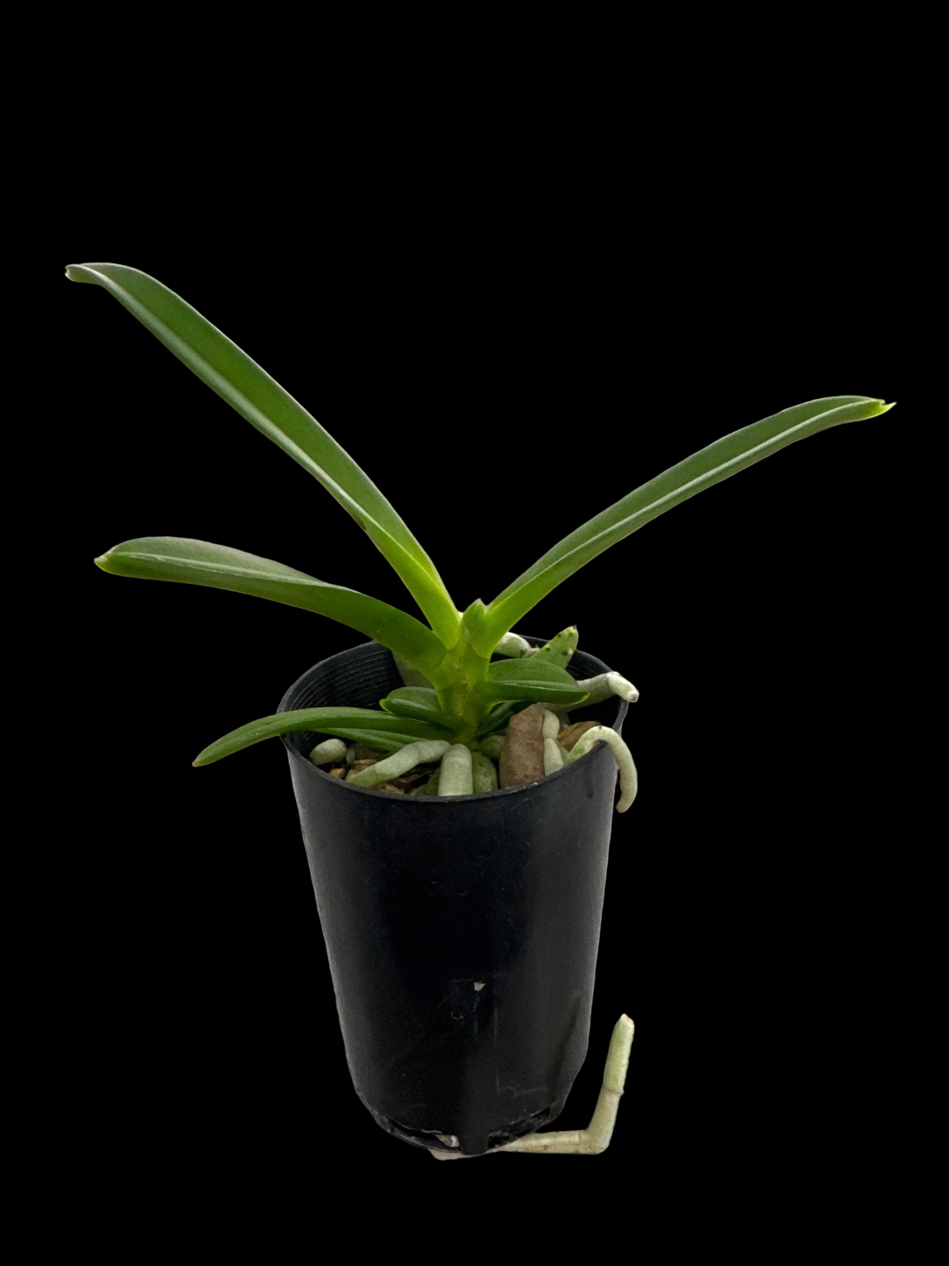 Vandachostylis Lou Sneary 'Pink' Secondary image