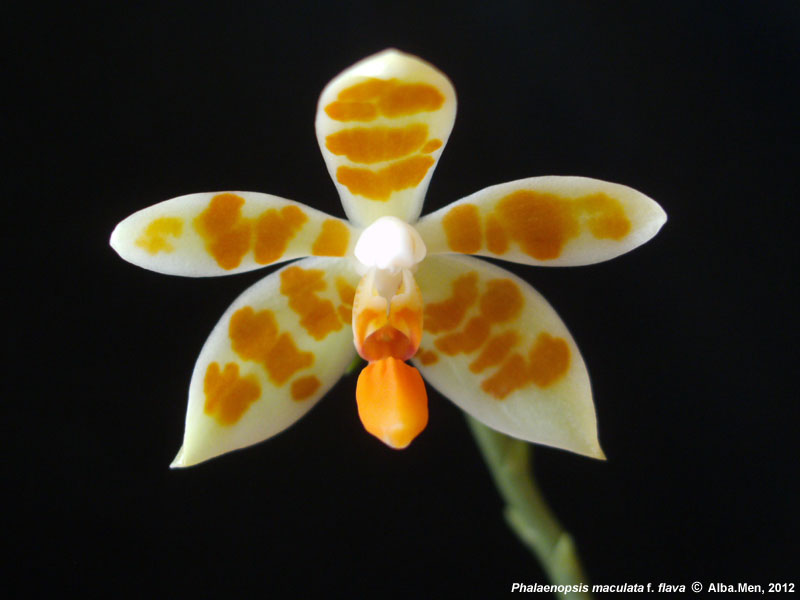 Phal. javanica f. alba x Phal. maculata f. alba Secondary image