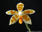 Phal. javanica f. alba x Phal. maculata f. alba
