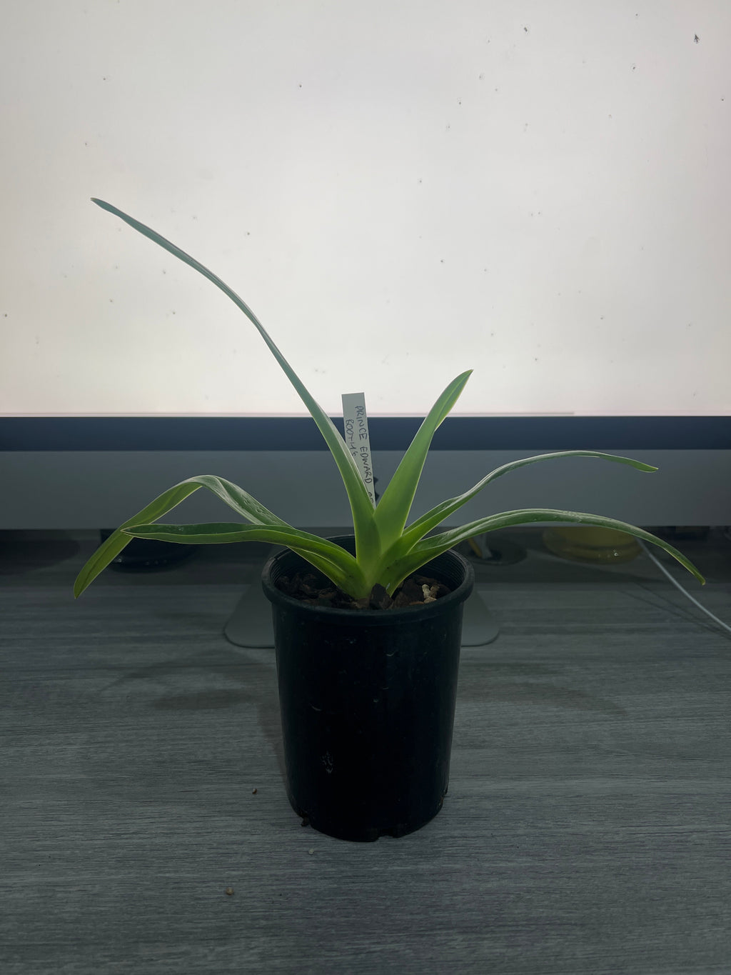 Paphiopedilum Prince Edward of York x Booths Sand Lady