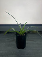 Paphiopedilum Prince Edward of York x Booths Sand Lady