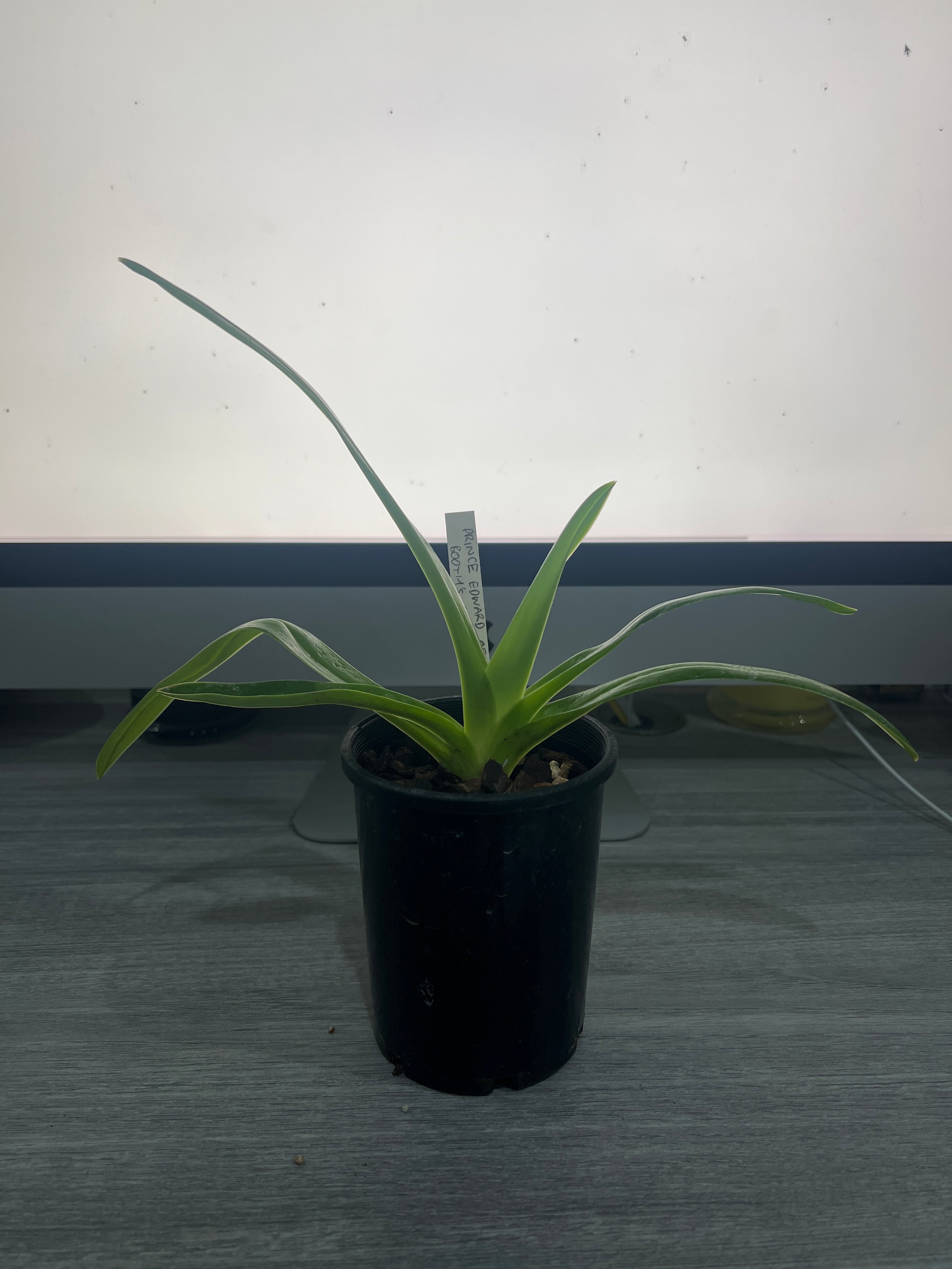 Paphiopedilum Prince Edward of York x Booths Sand Lady