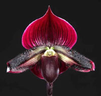 Paphiopedilum (Hsinying Par x Shadow Dancer) x Hsinying Book Black Secondary image