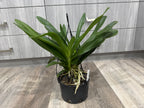 Angraecum Eburneum ( Multiple plants)