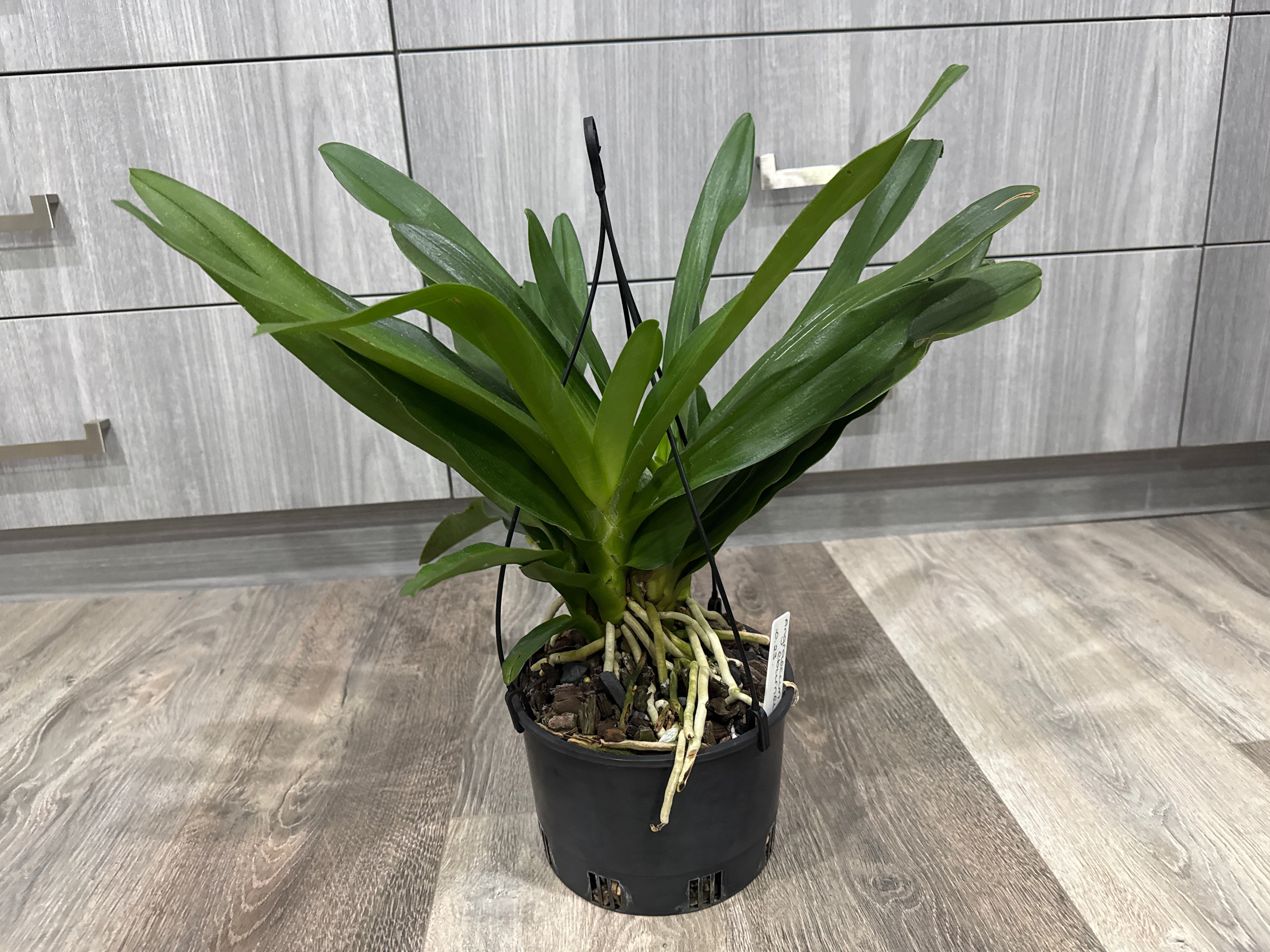 Angraecum Eburneum ( Multiple plants)