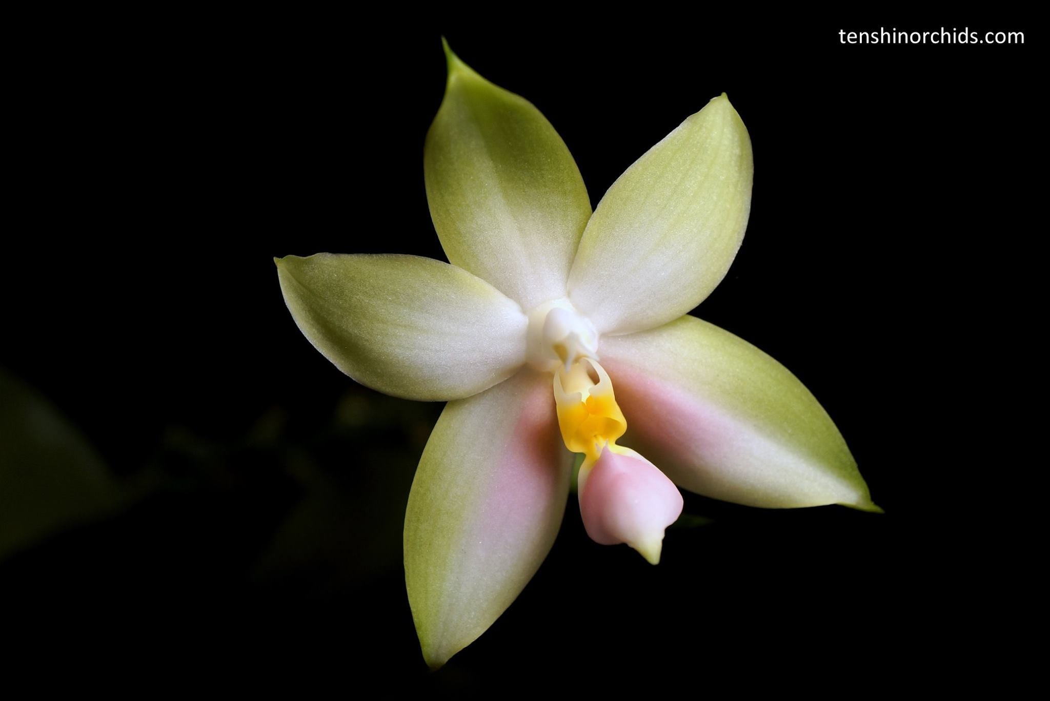 Phalaenopsis bellina f. chloracea Main image