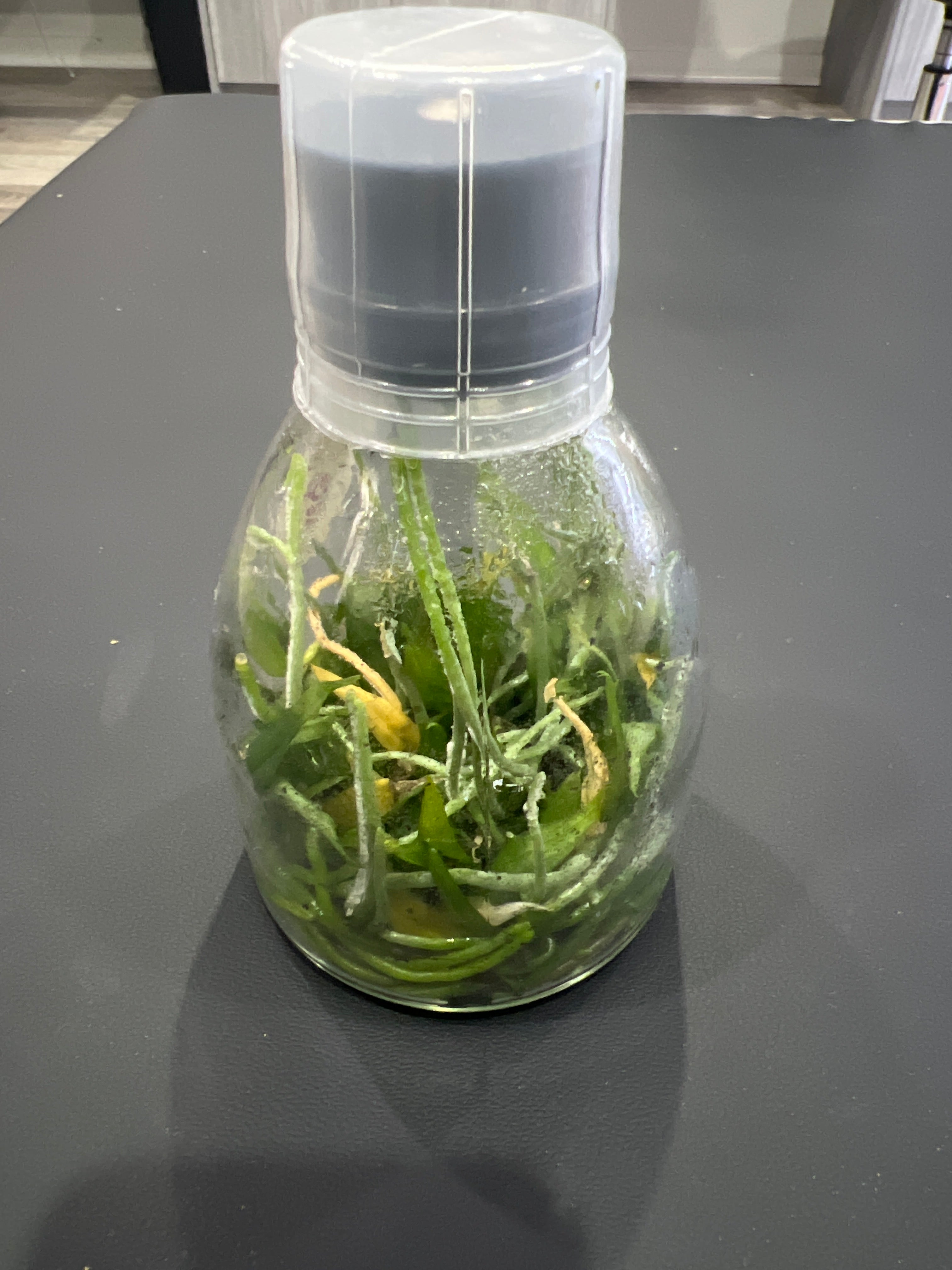 Phalaenopsis gibbosa (Species Flask - Conical) ex Taiwan Secondary image