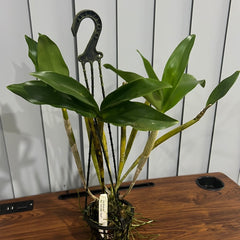 Dendrobium Roy Tokunaga ‘Geoff’ (atroviolaceum x johnsoniae)