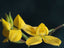 Disa aurata