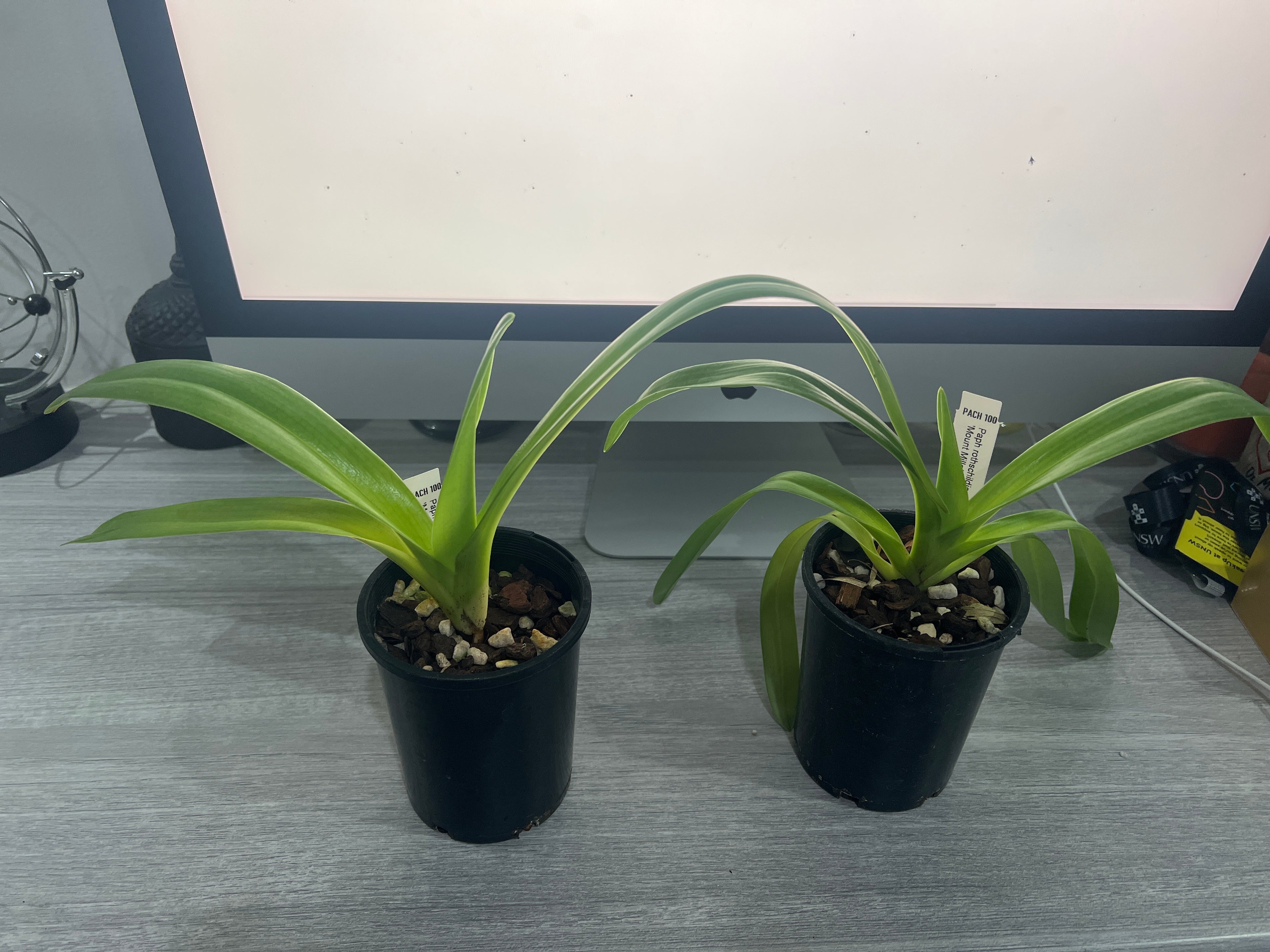 Paph. rothschildianum (Chia Yi SM/TPS x ‘Mont Millais’ FCC/RHS/AOS)