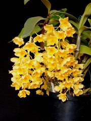Pack Of 4 Indian Dendrobium
