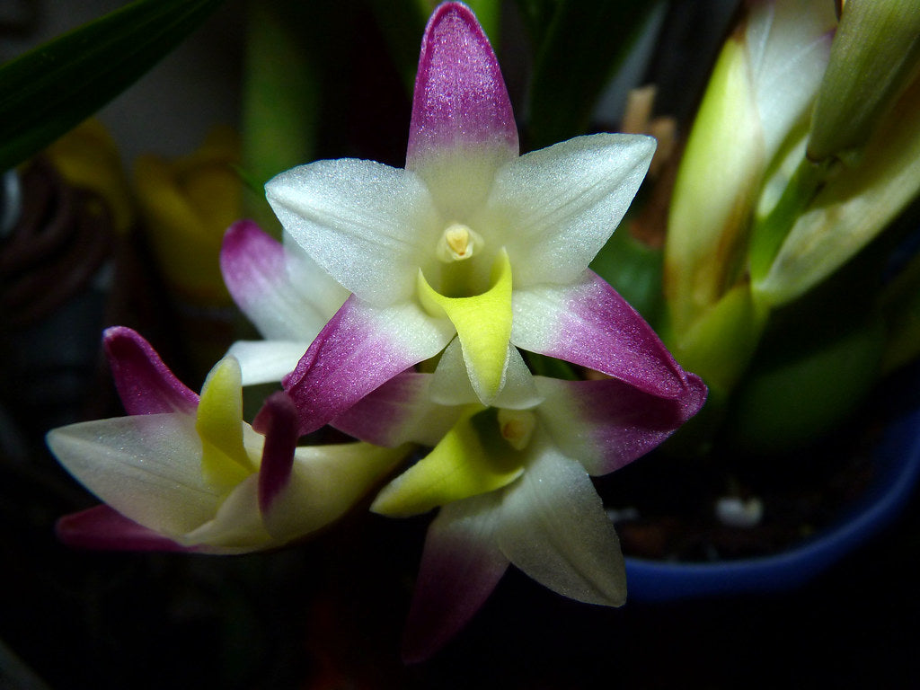 Coelia bella (Fragrant Species) Main image