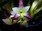 Coelia bella (Fragrant Species)