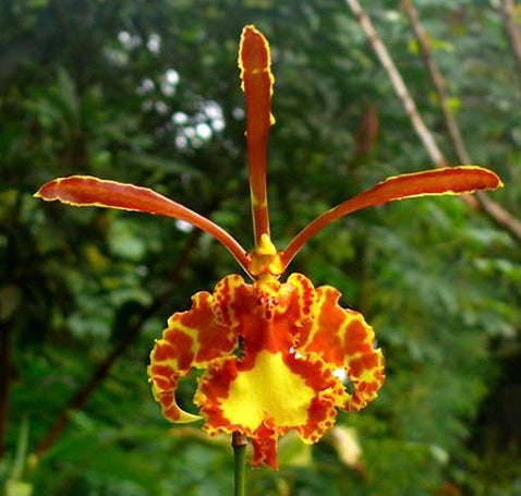 Psychopsis papilio (Butterfly Orchid RARE) Main image