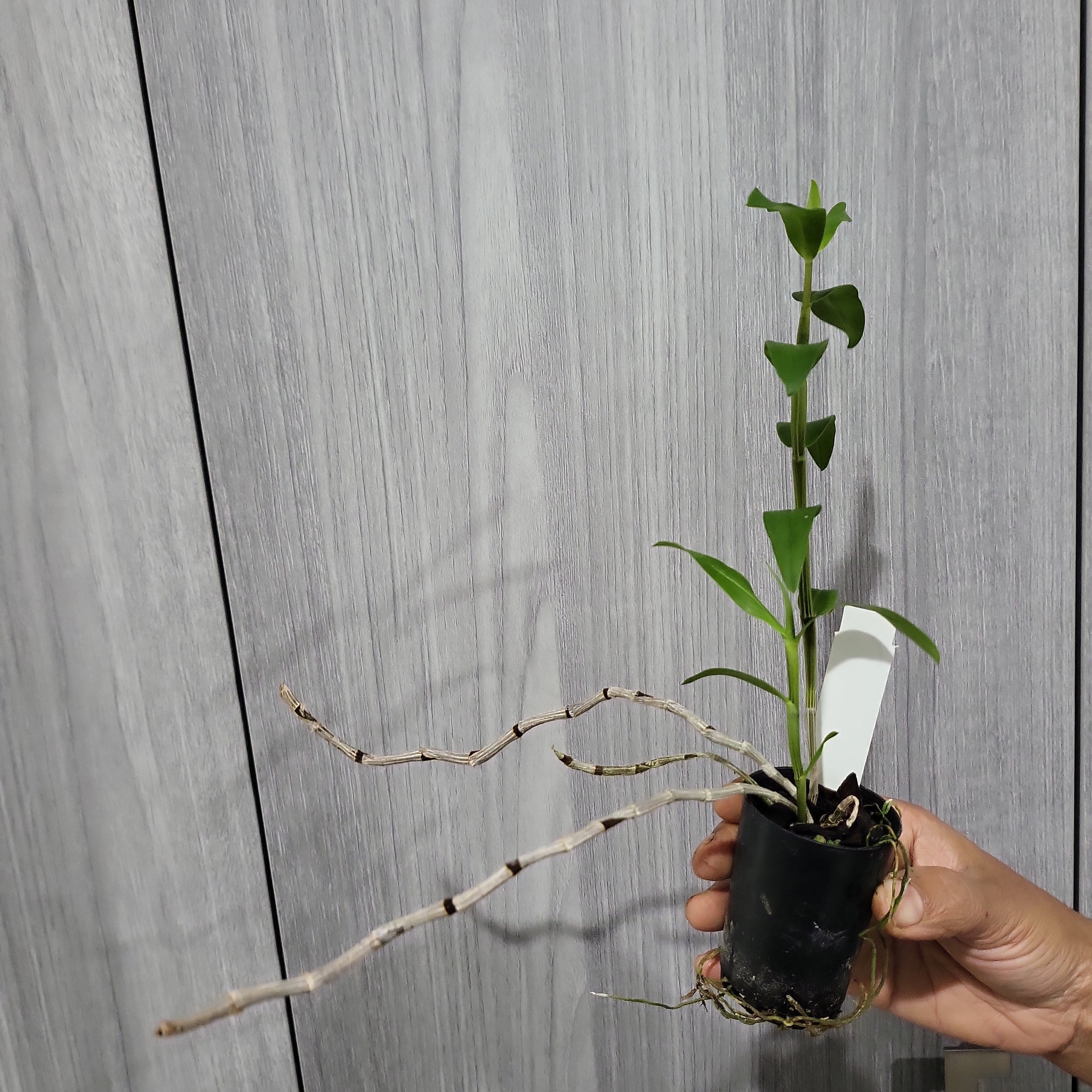 Dendrobium Tosaense Var. Alba ( Japan) Secondary image