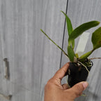 (IN SPIKE NOW)Baptistonia echinata (Mericlone)  (Species)